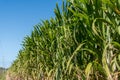 Sugarcane crops plantation farm field in Bundaberg, Australlia. Sugarcane is a raw material to produce sugar, bio fuel and ethanol