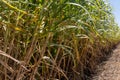 Sugarcane crops plantation farm field in Bundaberg, Australlia. Sugarcane is a raw material to produce sugar, bio fuel and ethanol