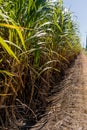 Sugarcane crops plantation farm field in Bundaberg, Australlia. Sugarcane is a raw material to produce sugar, bio fuel and ethanol Royalty Free Stock Photo