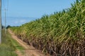 Sugarcane crops plantation farm field in Bundaberg, Australlia. Sugarcane is a raw material to produce sugar, bio fuel and ethanol