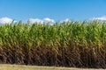 Sugarcane crops plantation farm field in Bundaberg, Australlia. Sugarcane is a raw material to produce sugar, bio fuel and ethanol