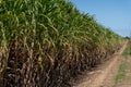 Sugarcane crops plantation farm field in Bundaberg, Australlia. Sugarcane is a raw material to produce sugar, bio fuel and ethanol