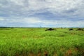 Sugarcane cultivation land