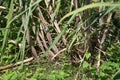 Sugarcane cultivation.