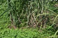 Sugarcane cultivation.