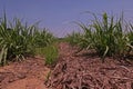 Sugarcane cultivation, soil mulching and weed control Royalty Free Stock Photo