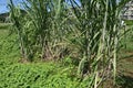 Sugarcane cultivation.