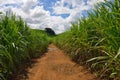 Sugarcane Royalty Free Stock Photo