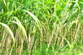 Sugarcane estate Royalty Free Stock Photo