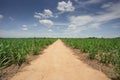 Sugarcane farm with blue sky Royalty Free Stock Photo