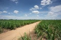Sugarcane farm with blue sky Royalty Free Stock Photo