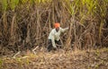 sugarcane farmer in sugar cane field, worker cutting sugarcane plantation in the harvest season, sugar