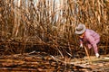 Sugarcane farmers in sugar cane field, worker in burn sugarcane plantation in the harvest season, sugar cane cutting workers in