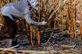 Sugarcane farmers in sugar cane field, worker in burn sugarcane plantation in the harvest season, sugar cane cutting workers in