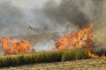 Sugarcane feild on fire Royalty Free Stock Photo