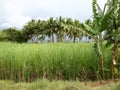 Sugarcane field