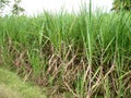 Sugarcane field