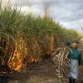 Sugarcane field