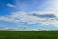 Sugarcane field