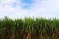 Sugarcane field on the blue sky background, Agriculture farm