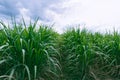 Sugarcane field in blue sky with white cloud background. Royalty Free Stock Photo