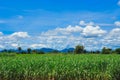 Sugarcane field in blue sky and white cloud Royalty Free Stock Photo