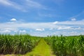 Sugarcane field in blue sky and white cloud Royalty Free Stock Photo