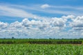 Sugarcane field in blue sky and white cloud Royalty Free Stock Photo