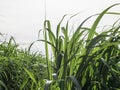 Sugarcane field in blue sky and white cloud. Royalty Free Stock Photo