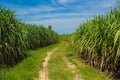 Sugarcane field in blue sky and white cloud Thailand Royalty Free Stock Photo