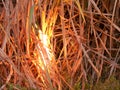 Sugarcane field on fire Royalty Free Stock Photo