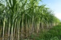 Sugarcane field with full grown crop, sugar cane agricultural economy. sugarcane is a grass of poaceae family. it taste sweet and Royalty Free Stock Photo