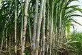 Sugarcane field with full grown crop, sugar cane agricultural economy. sugarcane is a grass of poaceae family. it taste sweet and Royalty Free Stock Photo