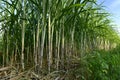 Sugarcane field with full grown crop, sugar cane agricultural economy. sugarcane is a grass of poaceae family. it taste sweet and Royalty Free Stock Photo