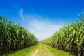 Sugarcane field and road with white cloud