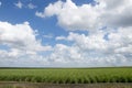 Sugarcane Field