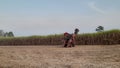 Sugarcane field and sugar cane harvester with daytime sky background, agricultural harvester