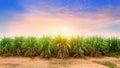 Sugarcane field at sunset. sugarcane is a grass of poaceae family