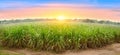 Sugarcane field at sunset. sugarcane is a grass of poaceae family