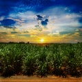 Sugarcane field in sunset sky and white cloud Royalty Free Stock Photo