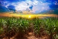 Sugarcane field in sunset sky and white cloud Royalty Free Stock Photo