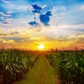 Sugarcane field in sunset sky and white cloud Royalty Free Stock Photo