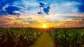 Sugarcane field in sunset sky and white cloud Royalty Free Stock Photo