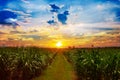 Sugarcane field in sunset sky and white cloud Royalty Free Stock Photo