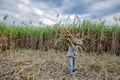 Sugarcane field, Tay Ninh province, Vietnam