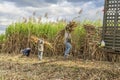 Sugarcane field, Tay Ninh province, Vietnam