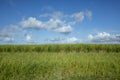 Sugarcane field and white cloud blue sky Royalty Free Stock Photo