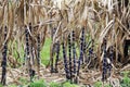 Sugarcane field