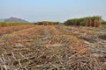 Sugarcane fields being cut for processing plants have a sky background Royalty Free Stock Photo