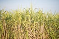 Sugarcane fields Royalty Free Stock Photo